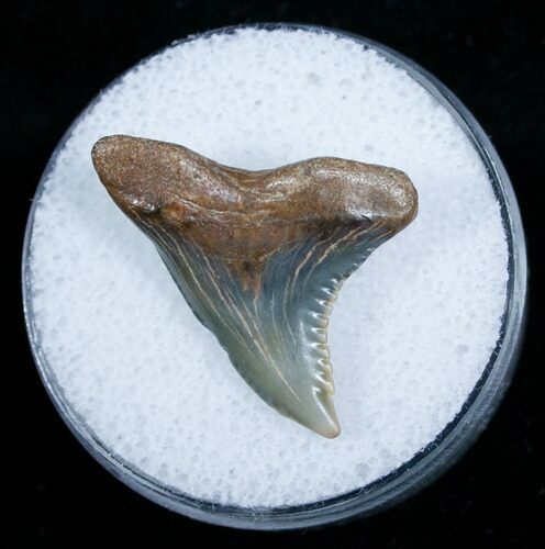 Hemipristis Shark Tooth Fossil #4149